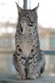 /album/fotogaleria/lince-iberico-jpg1/